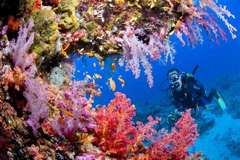  Yongxing Island Coral Reefs - A Colorful Oasis for Diving Enthusiasts and Nature Lovers!