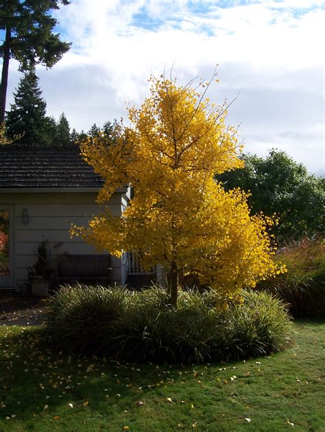 Ginkgo Biloba Garden - An Ancient Oasis for Serenity and Natural Beauty!