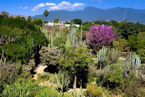 Jardín Etnobotánico de Oaxaca! A Vibrant Tapestry of Zapotec Culture and Botanical Wonders!