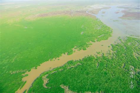  The Yellow River Estuary Wetlands - A Birdwatcher's Paradise and Nature Enthusiast's Dream Come True!